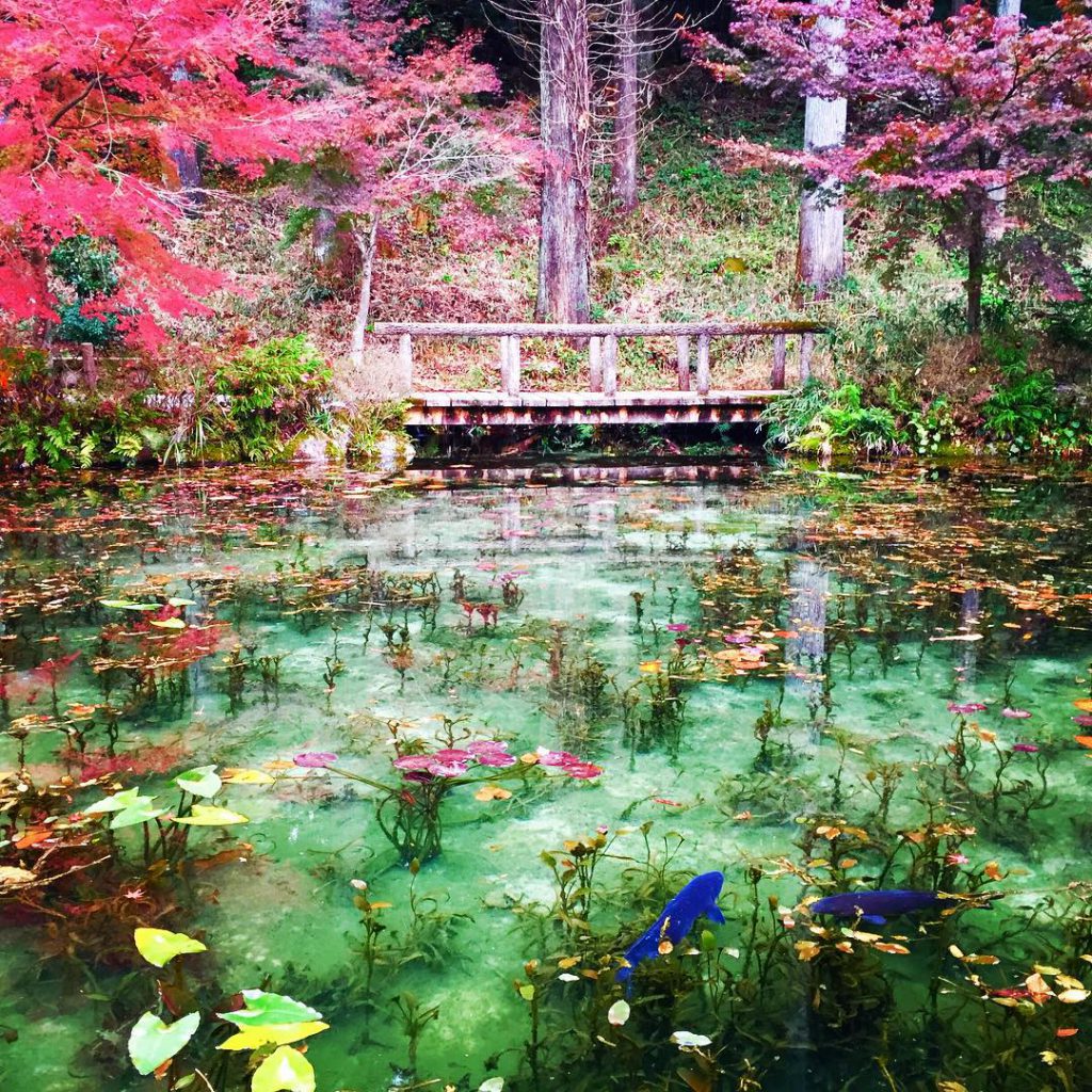 モネの池 秋の美しすぎる さかさ紅葉 アボカド日記